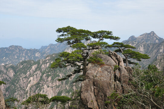 黄山一棵松