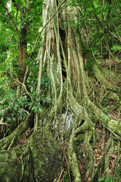 盘根错节榕树根