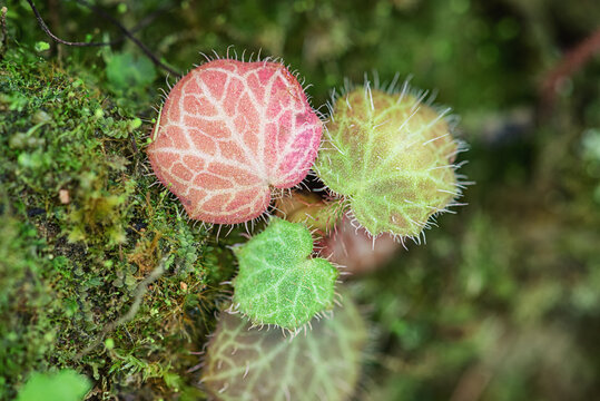 野外虎耳草微距特写