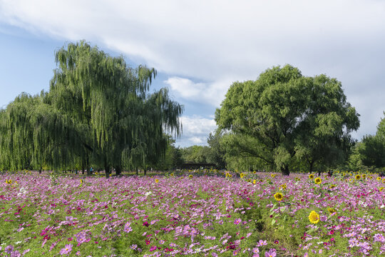 波斯菊