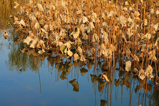 冬季池塘里干枯的莲蓬