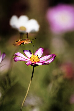 花与蜂蛾
