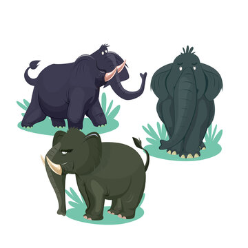 三个角度的野生大象