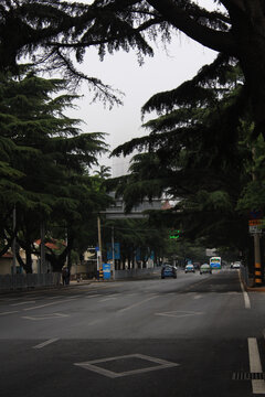 青岛绿树成荫的街道