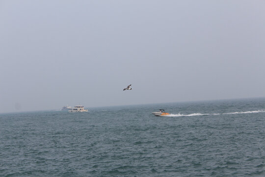 飞翔的海鸥与飞驰的摩托艇