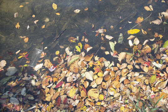 水上落叶