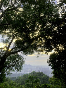 山顶风景树阳光