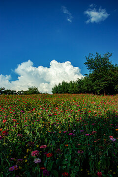 休闲公园花海