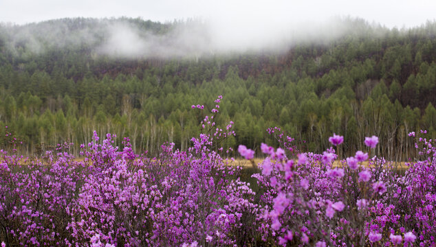 杜鹃花