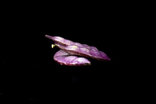 紫皮豆角