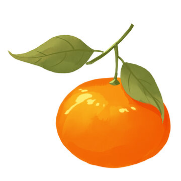 橘子水果手绘