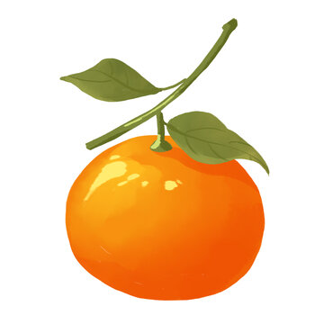 柑橘水果手绘插画