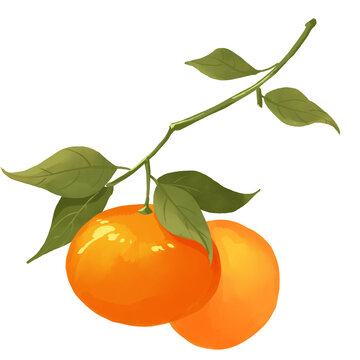 柑橘橘子水果手绘插画