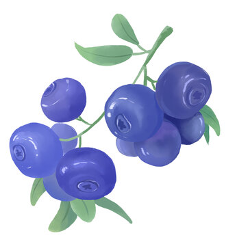 多汁蓝莓水果手绘插画