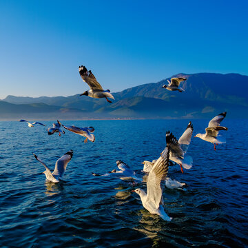 云南泸沽湖景区海鸥动态抓拍