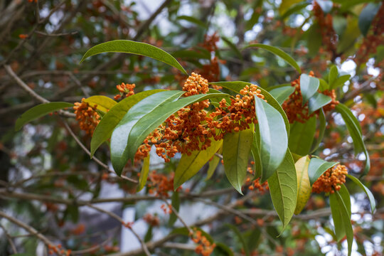 盛开桂花