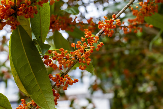 桂花树叶