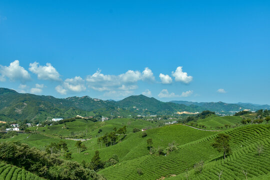 茶山