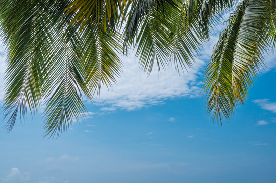 蓝天白云背景椰子树叶特写