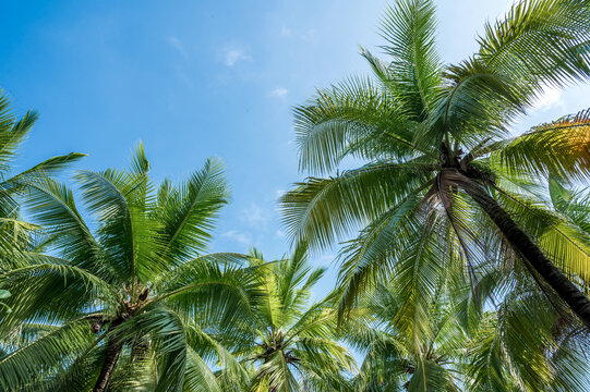 蓝天白云椰子树