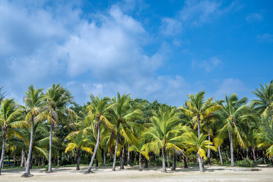 海滨椰子树林