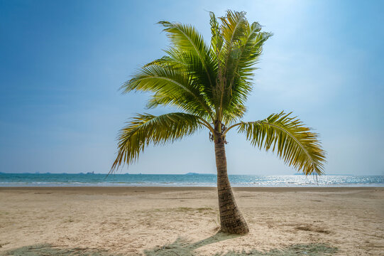 海滨椰子树