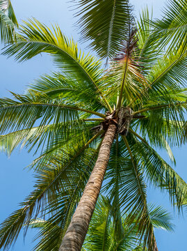 椰子树仰拍