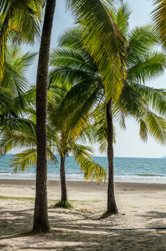 海滨椰子树林