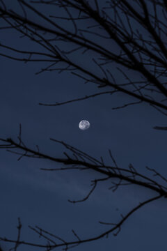夜里树枝间的圆月