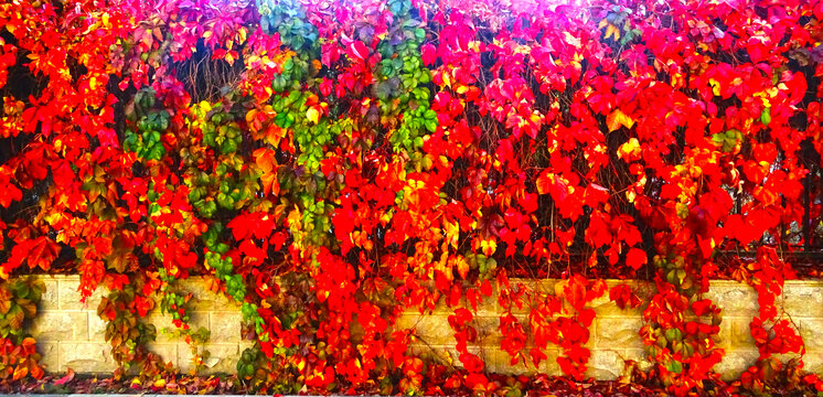 红叶背景墙