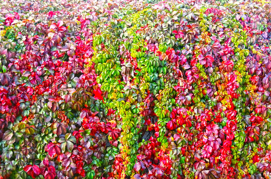 秋天绿植墙