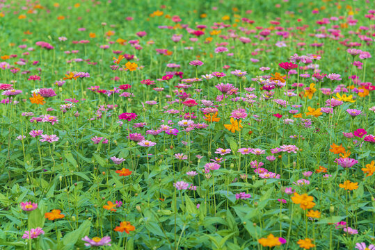 休闲公园花海