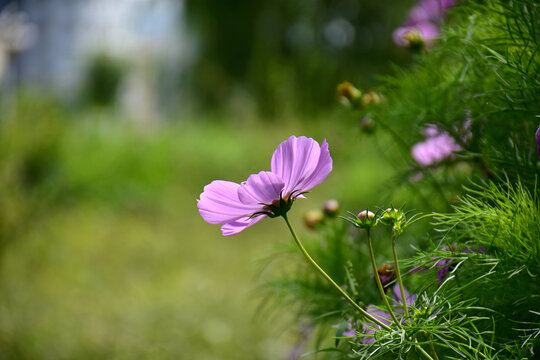 格桑花