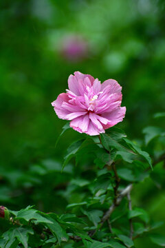 木芙蓉