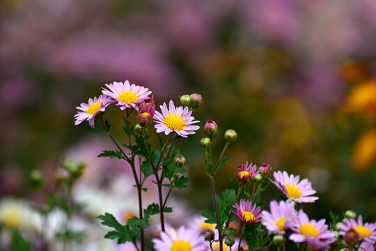 菊花