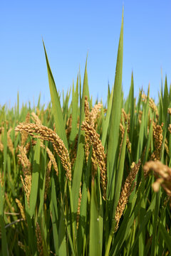 成长中的水稻