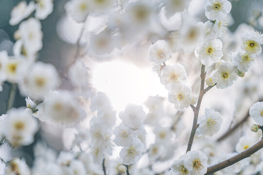 南京雨花台风盛开的白色梅花