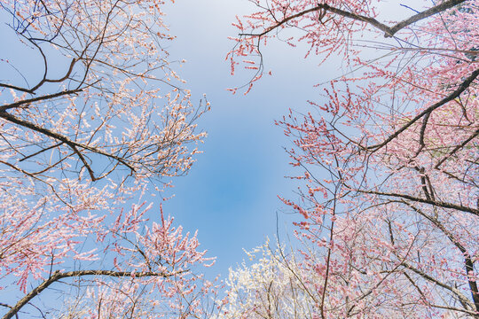 南京雨花台风景区梅岗的梅花