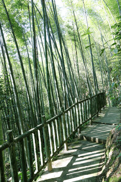 竹林步道