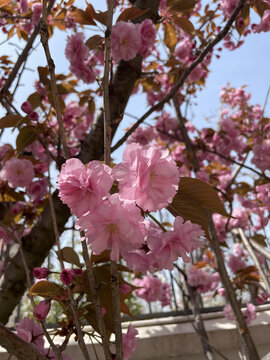 山樱花