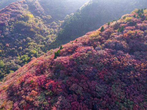 济南八里峪红叶