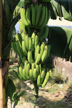 香蕉树香蕉果实