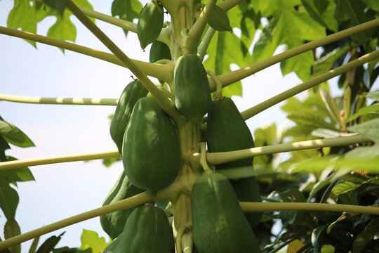 木瓜树果实特写