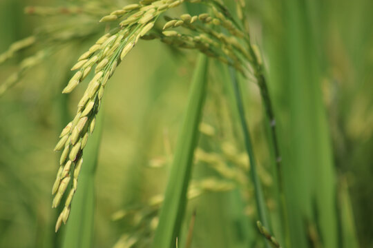 水稻种植水稻稻穗