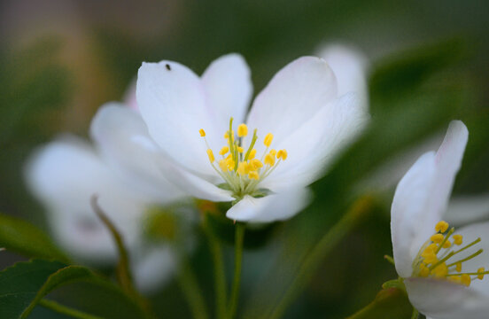 山丁子花