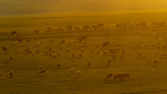 草原羊群夕阳