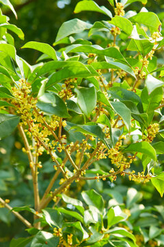 桂花枝