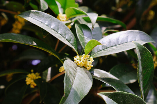 桂花枝头盛开的月桂桂花花卉