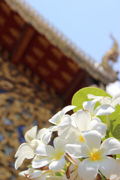 泰国鸡蛋花鲜花摄影