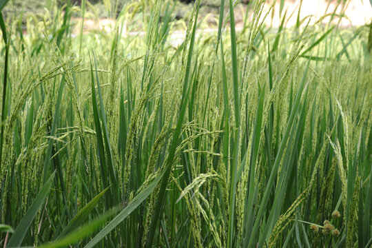 杂交水稻制种